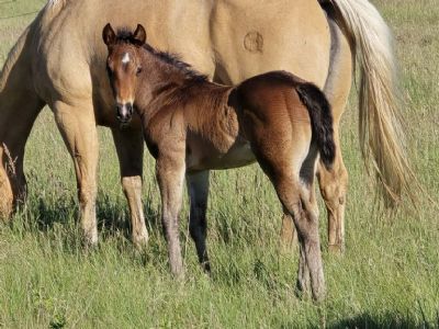 Whiskey Up REO JW<BR>AQHA PENDING
